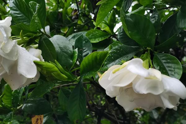 栀子不开花的原因，可能是光照不适或温度不适所致