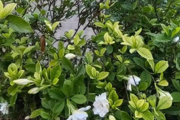 栀子不开花的原因，可能是光照不适或温度不适所致