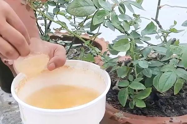 欧月玫瑰是不是月季，是指从欧美和日本引进的新品种月季