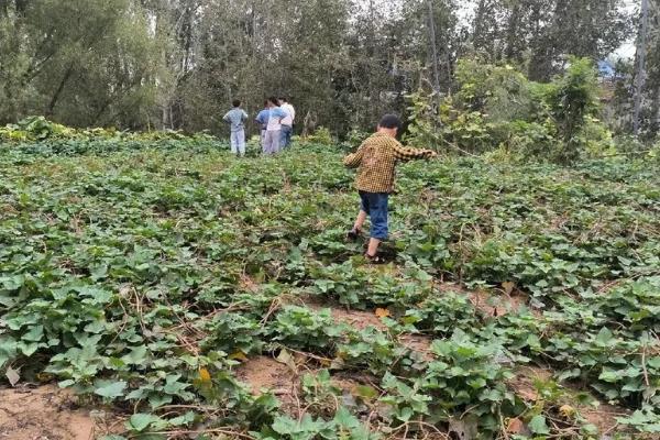 沙葛的种植方法，一般在4-5月份左右种植