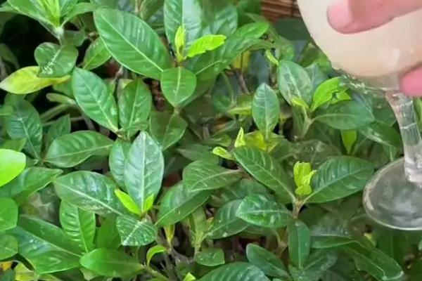 栀子不开花的原因，可能是光照不适或温度不适所致