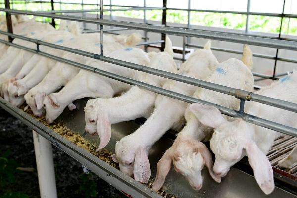 羊如何养殖，喂食以粗饲料为主