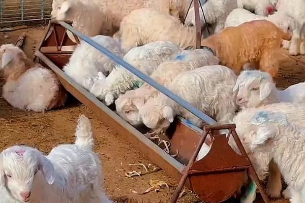 羊如何养殖，喂食以粗饲料为主