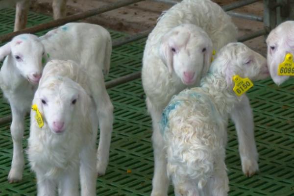 羊如何养殖，喂食以粗饲料为主