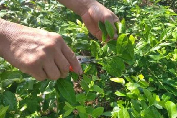 沙葛的种植方法，一般在4-5月份左右种植