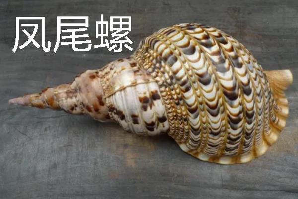 四大名螺的简介，凤尾螺排名首位