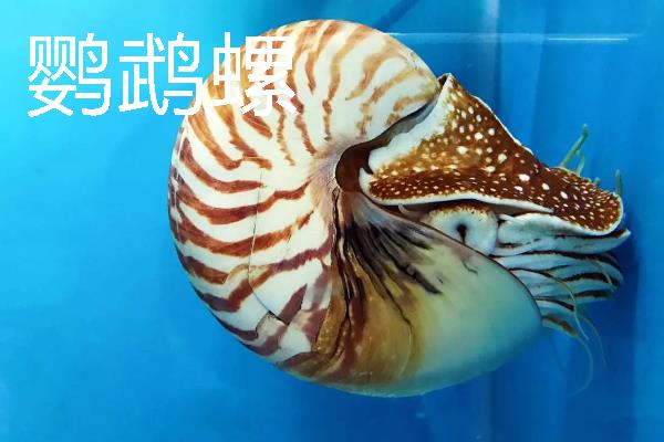 四大名螺的简介，凤尾螺排名首位