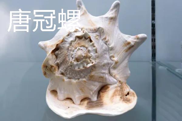 四大名螺的简介，凤尾螺排名首位