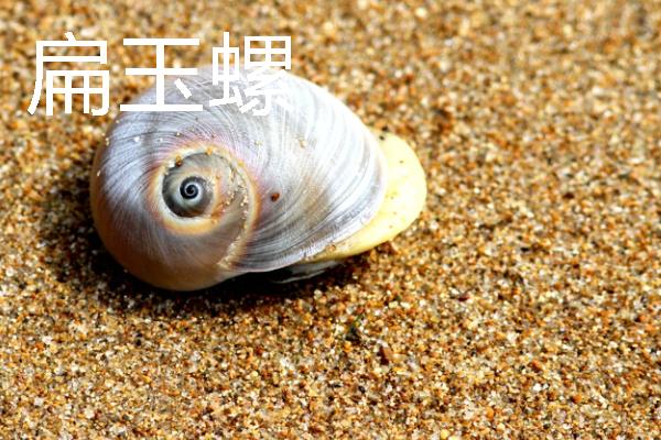四大名螺的简介，凤尾螺排名首位