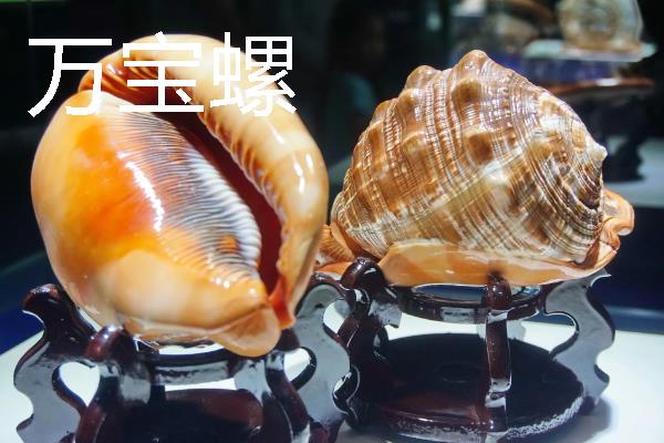 四大名螺的简介，凤尾螺排名首位