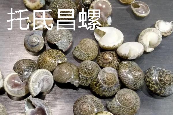四大名螺的简介，凤尾螺排名首位