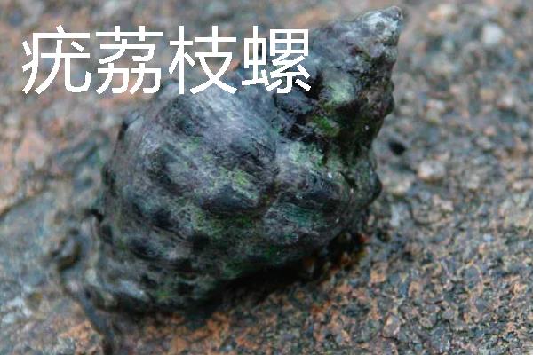 四大名螺的简介，凤尾螺排名首位