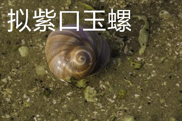 四大名螺的简介，凤尾螺排名首位