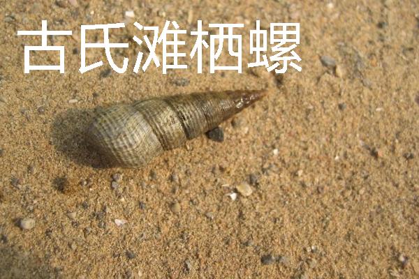 四大名螺的简介，凤尾螺排名首位