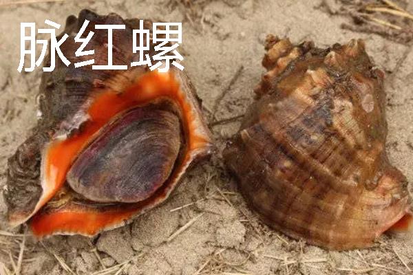 四大名螺的简介，凤尾螺排名首位