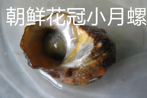 四大名螺的简介，凤尾螺排名首位
