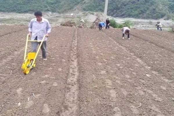 沙葛的种植方法，一般在4-5月份左右种植