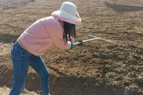 沙葛的种植方法，一般在4-5月份左右种植