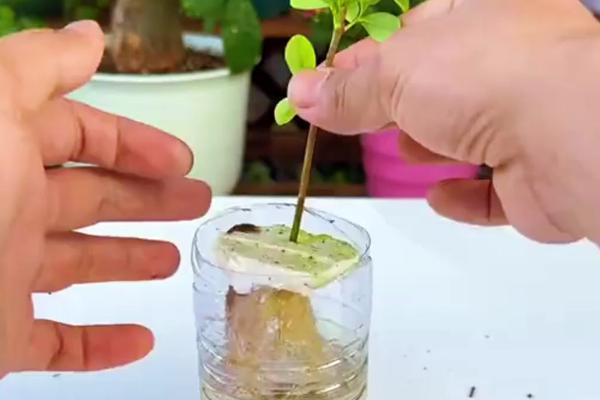 栀子花水培扦插繁殖方式，建议使用透明的玻璃容器
