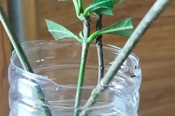 栀子花水培扦插繁殖方式，建议使用透明的玻璃容器