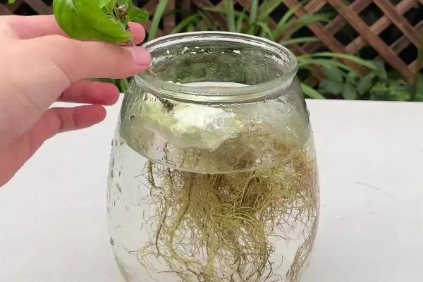 栀子花水培扦插繁殖方式，建议使用透明的玻璃容器