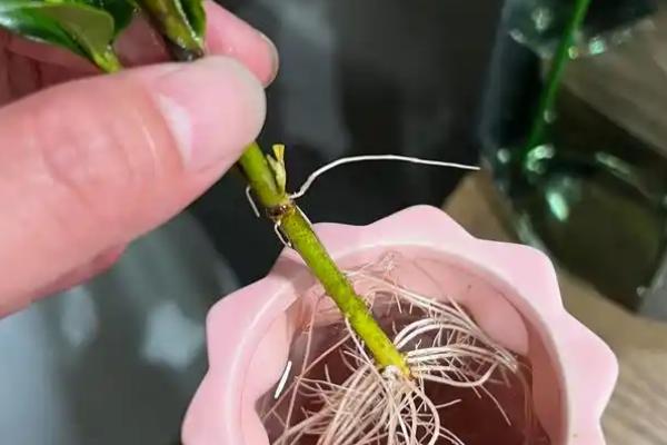 栀子花水培扦插繁殖方式，建议使用透明的玻璃容器