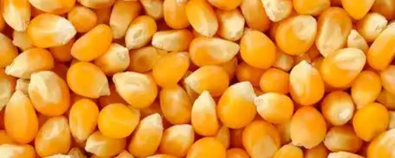 玉米种子的组成部分，由果皮、胚乳和胚组成