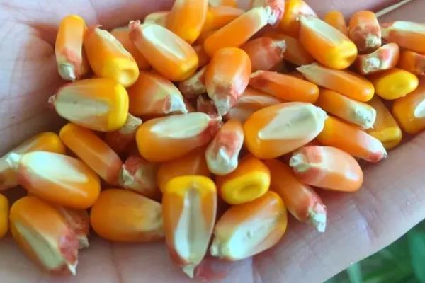玉米种子的组成部分，由果皮、胚乳和胚组成