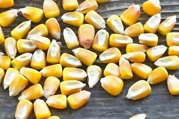 玉米种子的组成部分，由果皮、胚乳和胚组成