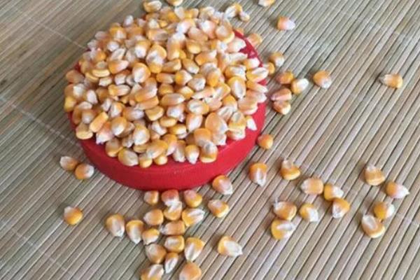 玉米种子的组成部分，由果皮、胚乳和胚组成