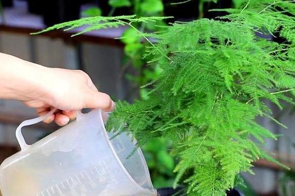 文竹发黄如何处理，缺少水分时要让盆土保持湿润