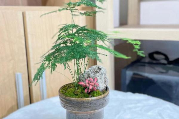 文竹发黄如何处理，缺少水分时要让盆土保持湿润