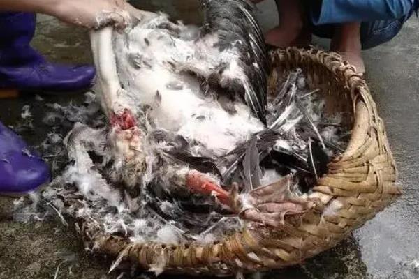 给鹅灌酒的作用，是为了让它的毛孔竖起来