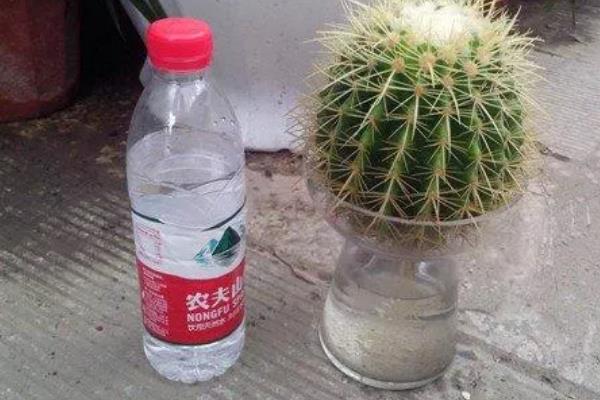 金琥球如何换盆，可以在春季阳光下进行