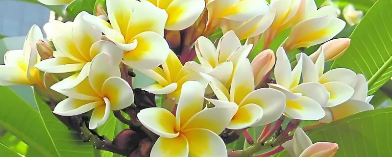 鸡蛋花有什么花语，代表孕育希望、平凡的美等含义