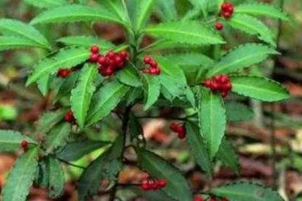 紫金牛用根繁殖方法，可在春季或是秋季进行