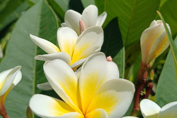 鸡蛋花有什么花语,代表孕育希望、平凡的美等含义