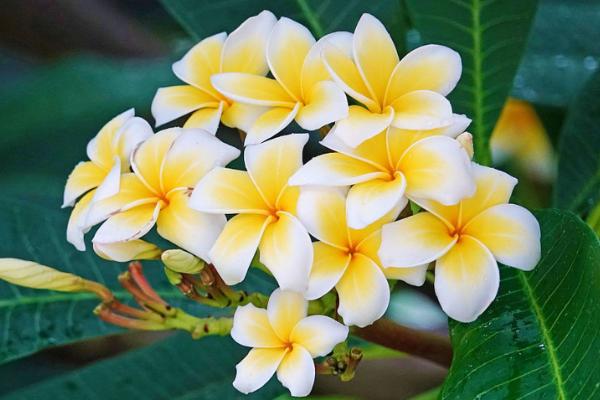 鸡蛋花有什么花语,代表孕育希望、平凡的美等含义