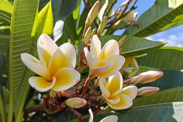 鸡蛋花有什么花语,代表孕育希望、平凡的美等含义