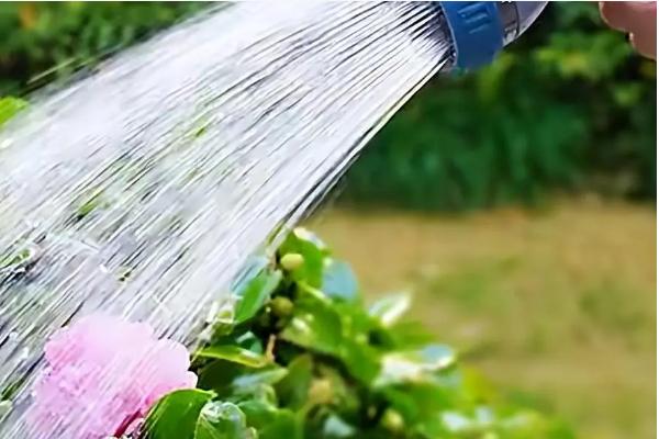 鸡蛋花有什么花语,代表孕育希望、平凡的美等含义