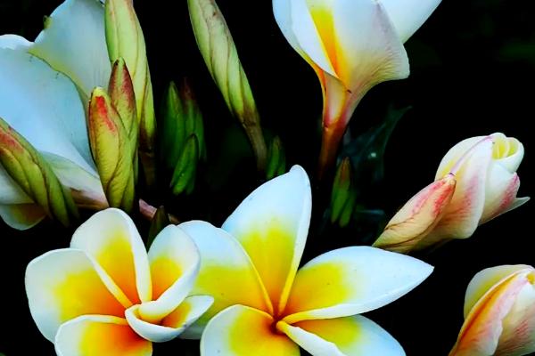 鸡蛋花有什么花语,代表孕育希望、平凡的美等含义