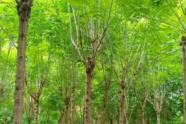 白蜡树的开花时间，花朵在4-5月份开放