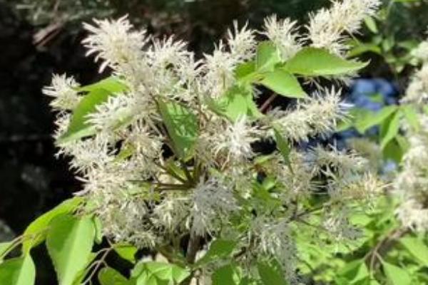 白蜡树的开花时间，花朵在4-5月份开放