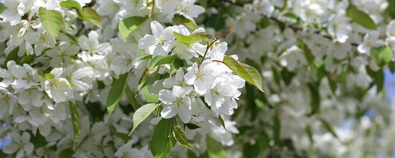 白蜡树的开花时间，花朵在4-5月份开放