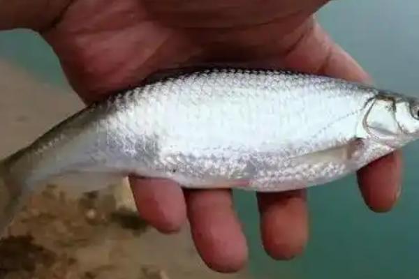 野钓白条鱼怎么调漂，重铅找底后修剪铅皮直至浮漂与水面平行