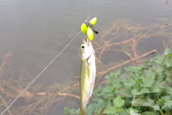 野钓白条鱼怎么调漂，重铅找底后修剪铅皮直至浮漂与水面平行