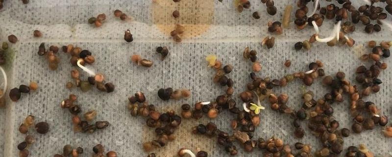 菠菜种子要浸泡多久才可播种，要浸泡5-6小时