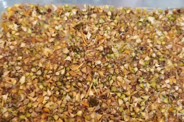 菠菜种子要浸泡多久才可播种，要浸泡5-6小时