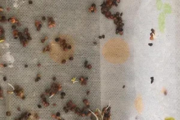 菠菜种子要浸泡多久才可播种，要浸泡5-6小时