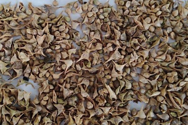 菠菜种子要浸泡多久才可播种，要浸泡5-6小时